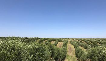 El fruto que se cosecha en Mendoza y que está frente a una oportunidad histórica: los detalles de la mayor finca productora