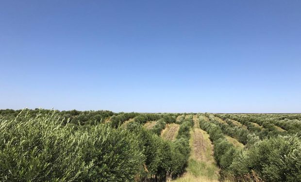 El fruto que se cosecha en Mendoza y que está frente a una oportunidad histórica: los detalles de la mayor finca productora