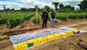 Alquilaban campos, producían verduras y los usaban para ocultar cocaína: la investigación arrancó cuando un perro encontró 30 kilos de droga en un cargamento de berenjenas