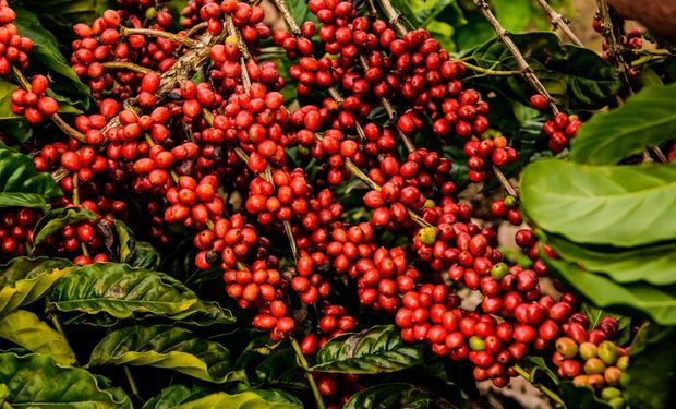 Preços do robusta voltam a bater recordes na série histórica do Cepea