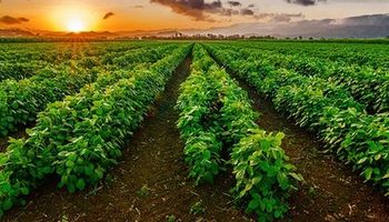 Estados Unidos: se mantienen firmes las perspectivas productivas