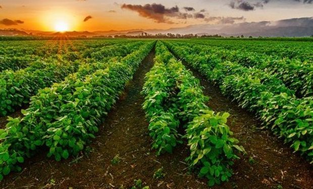 Pro Farmer Tour estimó la cosecha de soja en 105,8 M de toneladas.