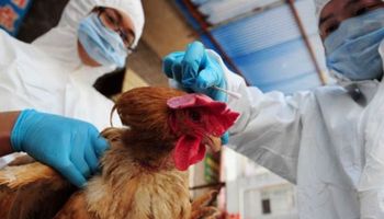 Mapa investiga nova suspeita em granja comercial e pede R$ 135 mi para reforçar sistema sanitário