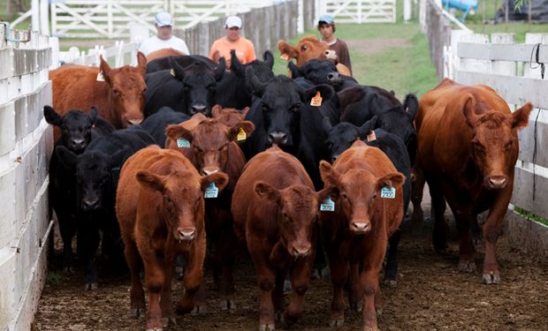 La AFIP fiscalizará la totalidad del rodeo vacuno