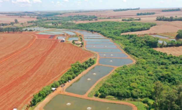 O Paraná continua sendo o principal estado na produção nacional de pescado de piscicultura em 2022 com 194,1 mil toneladas. (foto - PeixeBR)