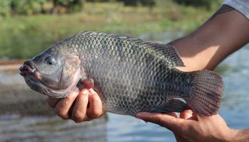 Brasil aumenta produção de pescado em 48,6% desde 2014, maior índice da pecuária