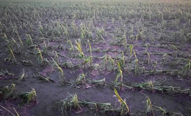 Cayó granizo en Buenos Aires y dañó lotes con maíz, trigo y soja