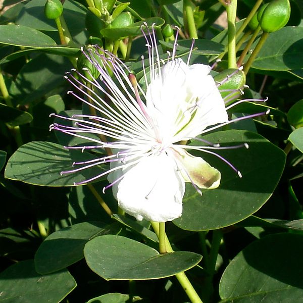 alcaparras argentinas