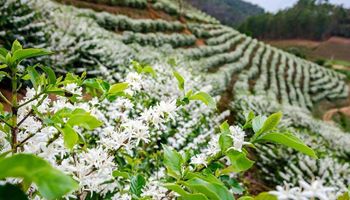 Floradas embelezam cafezais, mas baixam preços do café arábica