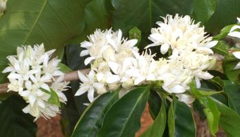 Chuvas animam produtores de café e reforçam expectativa para safra 2026/27