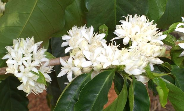 Chuvas animam produtores de café e reforçam expectativa para safra 2026/27