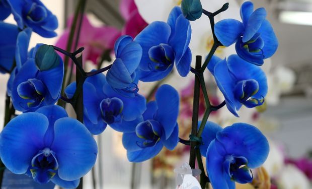 Nesse segmento, os gramados e as plantas perenes dominaram, com participação de 76,8% (Foto - Orlando Kissner/Arquivo AEN)