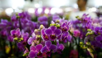 Emprego no setor de flores e plantas ornamentais cresce 26% e renda 83%