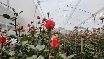 Venda de flores deve crescer 4% no Dias dos Namorados