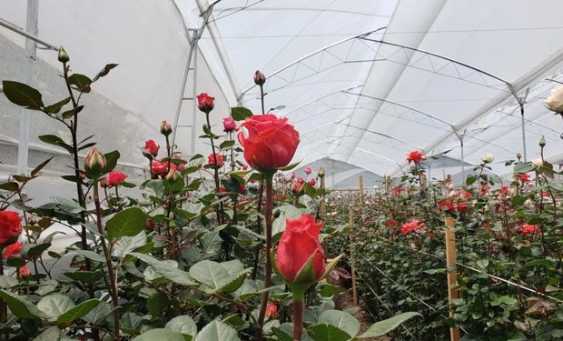 Venda de flores deve crescer 4% no Dias dos Namorados