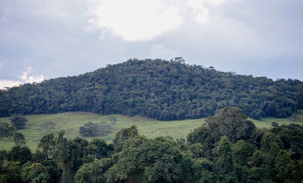 Além de promover a recomposição florestal, o plano também busca estimular as cadeias produtivas florestais e estruturar as políticas públicas. (Foto - Adriano Brito/Trilux)