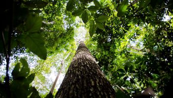 Organizações alertam para urgência da preservação da Amazônia
