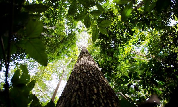 Para o Greenpeace Brasil, o documento é falho ao não estabelecer o fim da exploração de petróleo na região