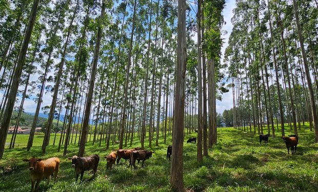 Plano ABC marca uma década de inovação em agricultura sustentável no Brasil