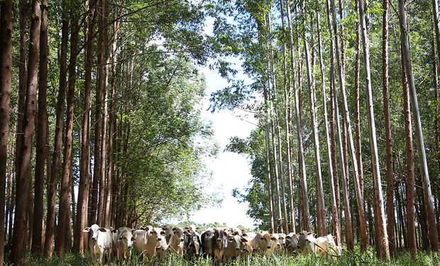 Mercado de carbono. será uma das frentes temáticas. (Foto: Tony Oliveira/CNA)