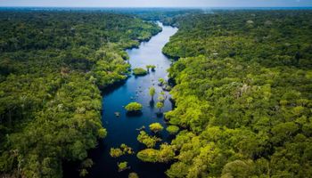 Desmatamento ilegal atinge menos de 0,1% do território do Brasil em 2024, mostra Mapbiomas