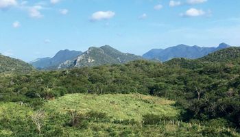 Brasil tem 27,5 milhões de hectares de florestas em recuperação, indica Observatório