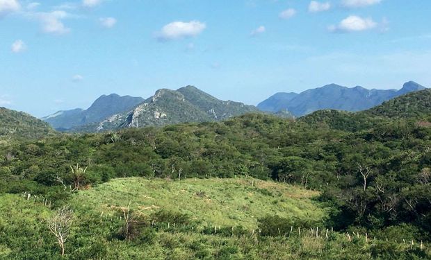 Brasil tem 27,5 milhões de hectares de florestas em recuperação, indica Observatório