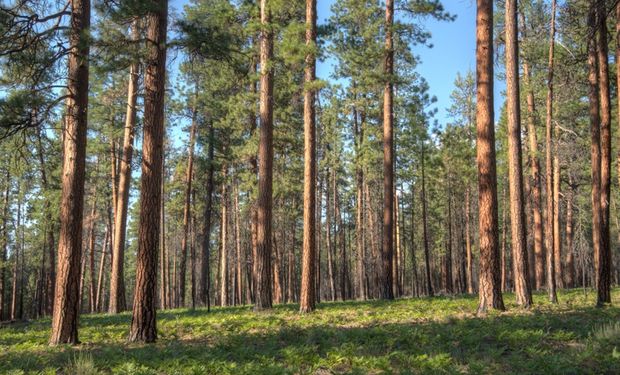 Governo Federal sanciona Lei para excluir silvicultura do rol de atividades poluidoras