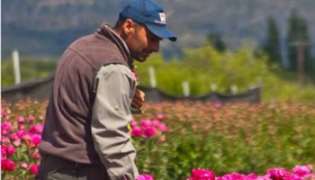 "Es rentable": el agrónomo que se especializó en flores y ahora promueve una nueva producción en el agro argentino