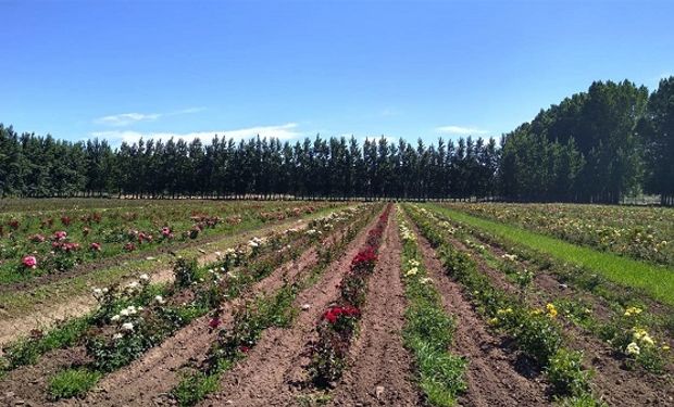 Con las nuevas restricciones por coronavirus se vuelve a marchitar el negocio de la floricultura