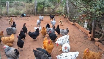 Mercado aponta baixa no preço do frango por "reposição lenta"