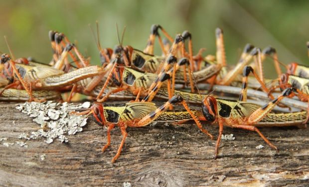 Detección de focos de langostas en Chaco.