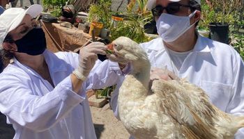 Gripe aviária: Brasil investiga oito focos, trabalhador testa negativo e embargos não param de crescer