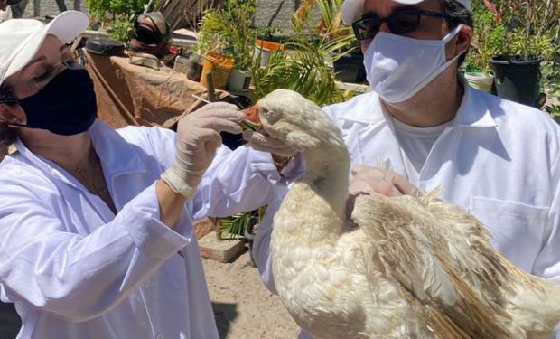 Gripe aviária: Brasil investiga oito focos, trabalhador testa negativo e embargos não param de crescer