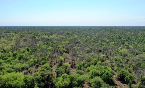 Ganadería regenerativa: un proyecto argentino ganó un certamen global e impactará sobre 75.000 hectáreas