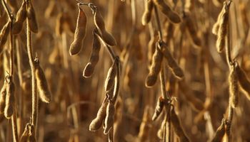 Mercado de granos paralizado hizo caer 32% el fondo sojero