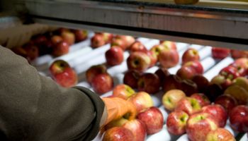Neuquén: entregan $70 millones a productores de peras y manzanas