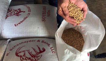 Cuál es la apuesta de los fondos especulativos para los precios de la soja y el maíz