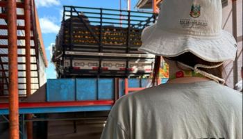 Rio Grande do Sul faz força-tarefa para barrar entrada do greening