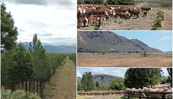 Producir en la Patagonia: en qué invierten los Benetton y cómo pagaron "derecho de piso" para adaptarse a la zona