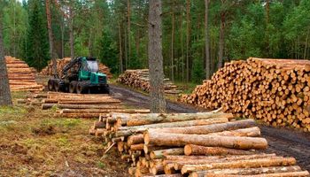 Más de 13 mil empleos y una inversión de US$ 2000 millones: la empresa que busca revolucionar la industria forestal