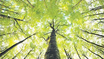 Impulsan aporte social y económico de los bosques
