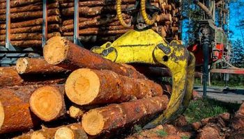 El sector ganadero y foresto industrial protagonizan el debate en Corrientes