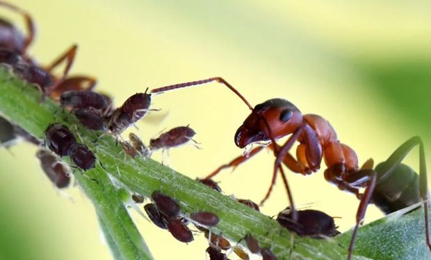 Pesquisa sugere que o uso de formigas é uma maneira sustentável e barata de controlar pragas.