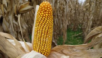 Mitos y realidades en maíz para ensilaje: elección del híbrido y área