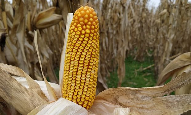 Mitos y realidades en maíz para ensilaje: elección del híbrido y área