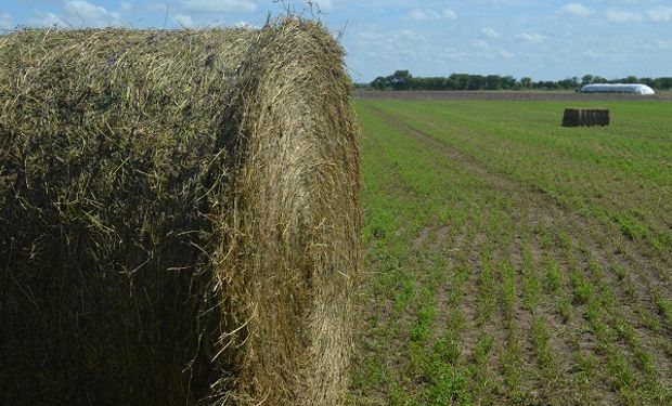 Buenas prácticas para realizar henolaje de alfalfa.