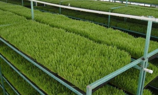 Agricultura destaca uno de los primeros emprendimientos de forraje verde hidropónico del país