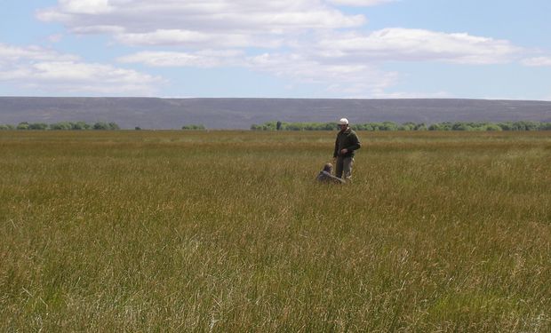 En la Patagonia, aquellos campos que poseen mallines se encuentran invadidas por especies forrajeras exóticas. Foto: FAUBA.