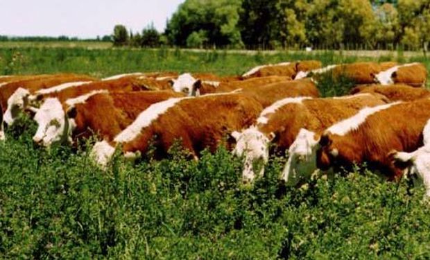 Base forrajera y desconfianza son un freno al crecimiento ganadero en Uruguay